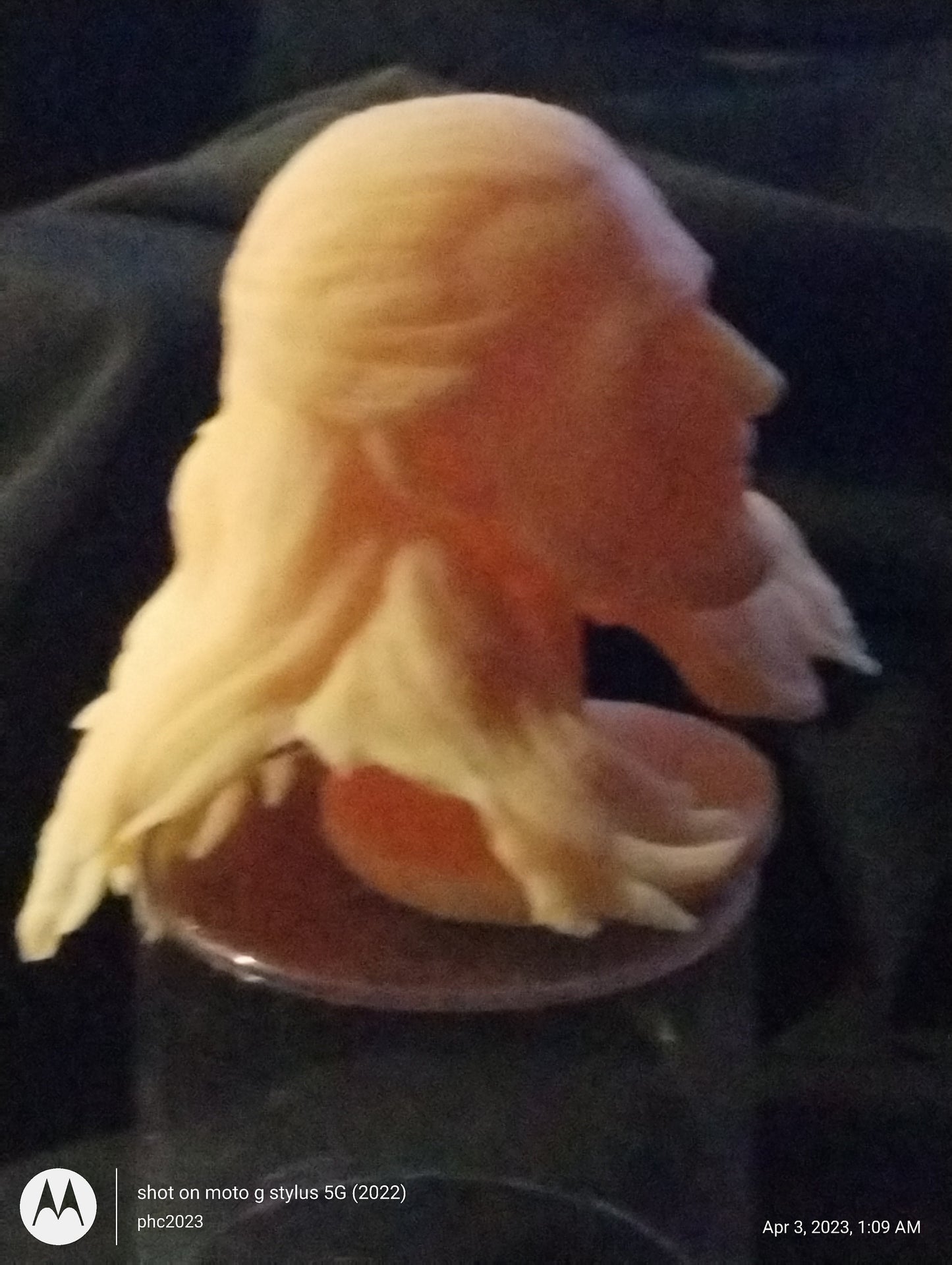 1/6 Qui Gon Head Sculpt V2 - Custom Action Figure Accessory - Resin 3D Printed